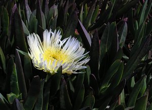 Carpobrotus edulis (Aizoaceae)  - Ficoïde douce, Griffe de sorcière, Figuier des Hottentots, Carpobrote doux - Hottentot-fig Pyrenees-Orientales [France] 19/04/2005