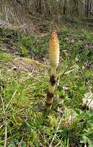 Equisetum telmateia (Equisetaceae)  - Grande prêle, Prêle d'ivoire - Great Horsetail Marne [France] 03/04/2005 - 170m