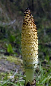 Equisetum telmateia (Equisetaceae)  - Grande prêle, Prêle d'ivoire - Great Horsetail Marne [France] 03/04/2005 - 170m