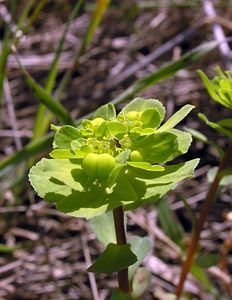 Euphorbia helioscopia (Euphorbiaceae)  - Euphorbe réveil matin, Herbe aux verrues - Sun Spurge Aude [France] 16/04/2005 - 30m