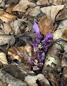 Lathraea clandestina (Orobanchaceae)  - Lathrée clandestine - Purple Toothwort Aude [France] 20/04/2005 - 640m