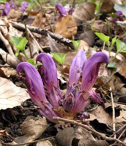 Lathraea clandestina (Orobanchaceae)  - Lathrée clandestine - Purple Toothwort Aude [France] 20/04/2005 - 640m