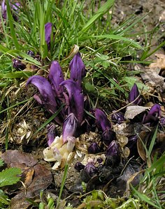 Lathraea clandestina (Orobanchaceae)  - Lathrée clandestine - Purple Toothwort Aude [France] 20/04/2005 - 640m