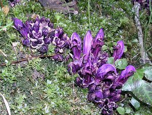 Lathraea clandestina (Orobanchaceae)  - Lathrée clandestine - Purple Toothwort Aude [France] 20/04/2005 - 640m