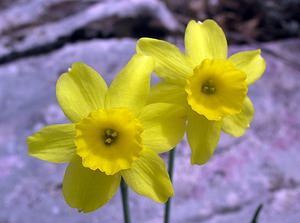 Narcissus assoanus (Amaryllidaceae)  - Narcisse d'Asso, Narcisse à feuilles de jonc, Narcisse de Requien Herault [France] 13/04/2005 - 730m