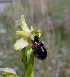 Ophrys arachnitiformis (Orchidaceae)  - Ophrys à forme d'araignée, Ophrys en forme d'araignée, Ophrys arachnitiforme, Ophrys brillant Haut-Ampurdan [Espagne] 18/04/2005 - 10m