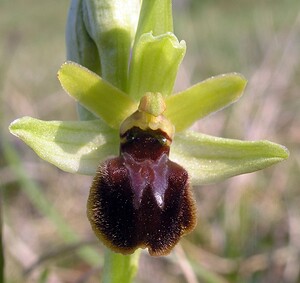 Ophrys araneola sensu auct. plur. (Orchidaceae)  - Ophrys litigieux Aisne [France] 03/04/2005 - 140m
