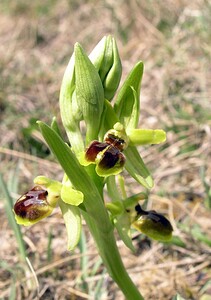 Ophrys araneola sensu auct. plur. (Orchidaceae)  - Ophrys litigieux Marne [France] 03/04/2005 - 170m