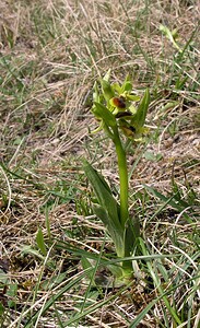 Ophrys araneola sensu auct. plur. (Orchidaceae)  - Ophrys litigieux Marne [France] 03/04/2005 - 170m