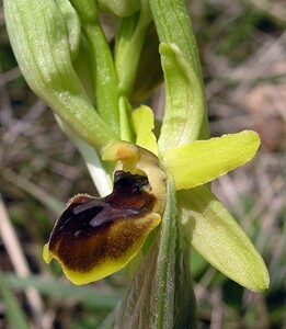 Ophrys araneola sensu auct. plur. (Orchidaceae)  - Ophrys litigieux Marne [France] 03/04/2005 - 170m