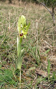 Ophrys araneola sensu auct. plur. (Orchidaceae)  - Ophrys litigieux Marne [France] 03/04/2005 - 170m