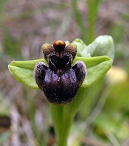 Ophrys bombyliflora (Orchidaceae)  - Ophrys bombyle Aude [France] 15/04/2005 - 50m