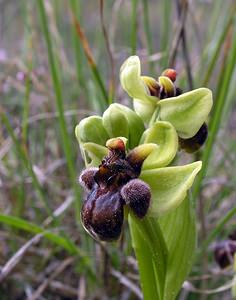 Ophrys bombyliflora (Orchidaceae)  - Ophrys bombyle Aude [France] 15/04/2005 - 50m