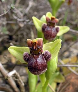 Ophrys bombyliflora (Orchidaceae)  - Ophrys bombyle Aude [France] 15/04/2005 - 50m