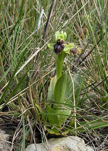 Ophrys bombyliflora (Orchidaceae)  - Ophrys bombyle Aude [France] 15/04/2005 - 50m