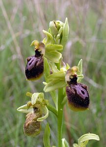 Ophrys exaltata (Orchidaceae)  - Ophrys exalté Aude [France] 15/04/2005 - 50m