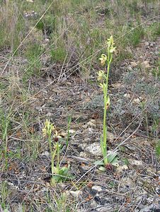 Ophrys exaltata (Orchidaceae)  - Ophrys exalté Aude [France] 15/04/2005 - 30m