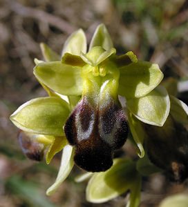 Ophrys funerea (Orchidaceae)  - Ophrys funèbre Pyrenees-Orientales [France] 19/04/2005 - 80m