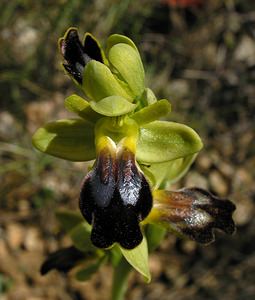 Ophrys funerea (Orchidaceae)  - Ophrys funèbre Pyrenees-Orientales [France] 19/04/2005 - 80m