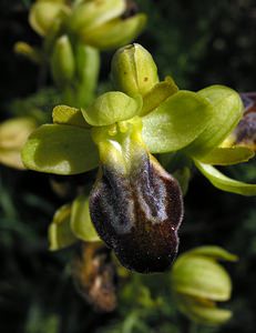 Ophrys fusca (Orchidaceae)  - Ophrys brun Haut-Ampurdan [Espagne] 18/04/2005 - 10m