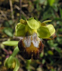 Ophrys fusca (Orchidaceae)  - Ophrys brun Haut-Ampurdan [Espagne] 18/04/2005 - 10m