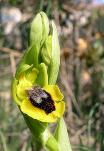 Ophrys lutea (Orchidaceae)  - Ophrys jaune Aude [France] 14/04/2005 - 50m