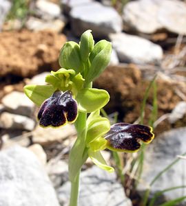 Ophrys marmorata (Orchidaceae)  - Ophrys marbré Pyrenees-Orientales [France] 19/04/2005 - 80m