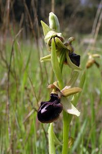 Ophrys passionis (Orchidaceae)  - Ophrys de la Passion Haut-Ampurdan [Espagne] 18/04/2005 - 10m