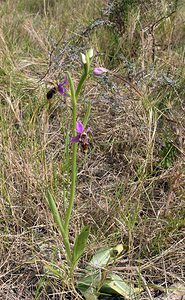 Ophrys scolopax (Orchidaceae)  - Ophrys bécasse Aude [France] 16/04/2005 - 30m