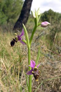 Ophrys scolopax (Orchidaceae)  - Ophrys bécasse Aude [France] 16/04/2005 - 30m