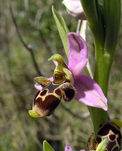 Ophrys scolopax (Orchidaceae)  - Ophrys bécasse Pyrenees-Orientales [France] 19/04/2005 - 80m