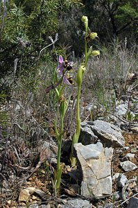 Ophrys scolopax (Orchidaceae)  - Ophrys bécasse Pyrenees-Orientales [France] 19/04/2005 - 80m