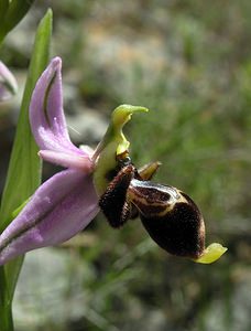 Ophrys scolopax (Orchidaceae)  - Ophrys bécasse Pyrenees-Orientales [France] 19/04/2005 - 80m