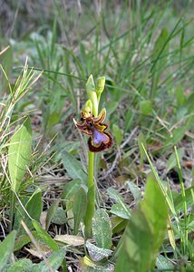 Ophrys speculum (Orchidaceae)  - Ophrys miroir, Ophrys cilié Aude [France] 14/04/2005 - 50m