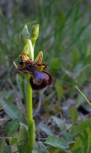 Ophrys speculum (Orchidaceae)  - Ophrys miroir, Ophrys cilié Aude [France] 14/04/2005 - 50m