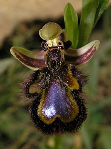 Ophrys speculum (Orchidaceae)  - Ophrys miroir, Ophrys cilié Aude [France] 15/04/2005 - 50m