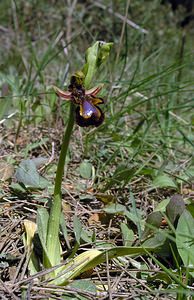 Ophrys speculum (Orchidaceae)  - Ophrys miroir, Ophrys cilié Aude [France] 16/04/2005 - 50m