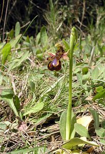 Ophrys speculum (Orchidaceae)  - Ophrys miroir, Ophrys cilié Aude [France] 16/04/2005 - 50m