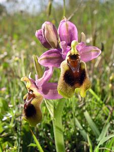Ophrys tenthredinifera (Orchidaceae)  - Ophrys tenthrède Haut-Ampurdan [Espagne] 17/04/2005 - 10m