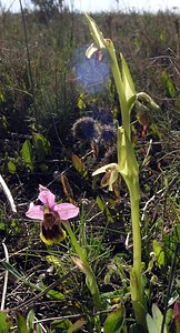 Ophrys tenthredinifera (Orchidaceae)  - Ophrys tenthrède Haut-Ampurdan [Espagne] 17/04/2005 - 10m