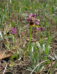 Ophrys tenthredinifera (Orchidaceae)  - Ophrys tenthrède Haut-Ampurdan [Espagne] 18/04/2005 - 10m