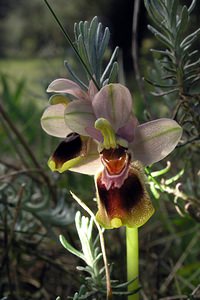 Ophrys tenthredinifera (Orchidaceae)  - Ophrys tenthrède Haut-Ampurdan [Espagne] 18/04/2005 - 10m