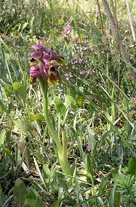 Ophrys tenthredinifera (Orchidaceae)  - Ophrys tenthrède Haut-Ampurdan [Espagne] 18/04/2005 - 10m