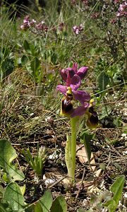 Ophrys tenthredinifera (Orchidaceae)  - Ophrys tenthrède Haut-Ampurdan [Espagne] 18/04/2005 - 10m