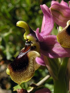 Ophrys tenthredinifera (Orchidaceae)  - Ophrys tenthrède Bas-Ampurdan [Espagne] 18/04/2005 - 150m