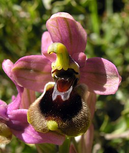 Ophrys tenthredinifera Ophrys tenthrède