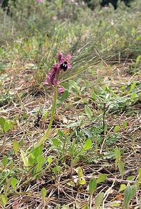 Ophrys x bodegomii (Orchidaceae) Ophrys passionis Sennen x Ophrys tenthredinifera Willd.. Haut-Ampurdan [Espagne] 18/04/2005 - 10m