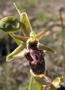 Ophrys x cranbrookiana (Orchidaceae)  - Ophrys de CranbrookOphrys arachnitiformis x Ophrys vetula. Aude [France] 16/04/2005 - 30m