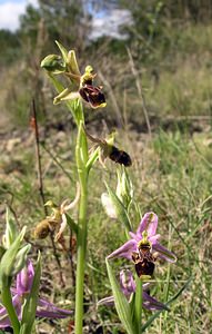 Ophrys x cranbrookiana (Orchidaceae)  - Ophrys de CranbrookOphrys arachnitiformis x Ophrys vetula. Aude [France] 16/04/2005 - 30mAvec un des parents