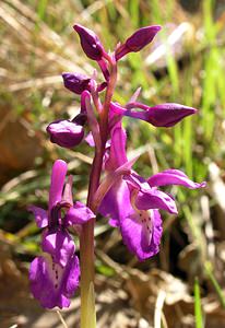 Orchis mascula (Orchidaceae)  - Orchis mâle - Early-purple Orchid Herault [France] 21/04/2005 - 540m